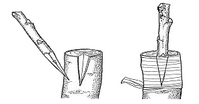 Img. 12.3 - 10 : Roubovn na koz noku (vlevo - prava roubu a po...