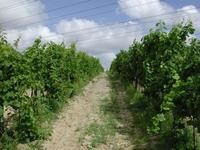 Img. 12 - 3 : Pro zaloen vinohradu se vyuvaj kvalitn uznan...