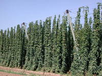 Img. 9 - 1 : Chmelnice v technologick zralosti