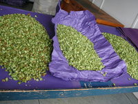 Img. 9 - 2 : Vzorky chmele pi bonitaci