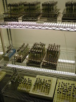 Img. 5.1 - 1 : Mnoen rostlin in vitro