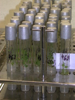 Img. 5.1 - 3 : Mnoen rostlin in vitro - detail