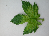 Img. 8.3.3 - 1 : Napaden list peronosporou
