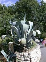 Img. 4.3 - 11 : Rostlina agave.