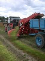 Img. 4.3 - 10 : Pi pm sklizni se oddluj tobolky a stonek je ...