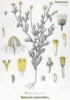 Img. 8.1.3 - 1 : Hemnek prav (Matricaria recutita L.)