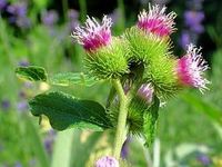 Img. 8.9.2.6 - 2 : Lopuch vt (Arctium lappa L.)   