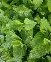 Img. 3.1 - 2 : Meduka lkask (Melissa officinalis L.)