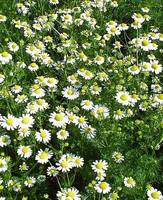 Img. 3.1 - 1 : Hemnek prav (Matricaria recutita L.)