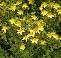 Img. 8.5 - 1 : Tezalka tekovan (Hypericum perforatum L.)