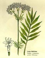 Img. 8.9.1.3 - 1 : kozlk lkask (Valeriana officinalis L.) 
