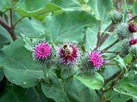 Img. 8.9.2.7 - 2 : Lopuch vt (Arctium lappa L.)   &...