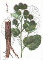 Img. 8.9.2.3 - 1 : Lopuch vt (Arctium lappa L.)  