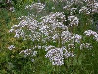 Img. 8.9.1.6 - 3 : kvetouc kozlk lkask