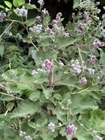 Img. 8.9.2 - 2 : Lopuch vt (Arctium lappa L.)