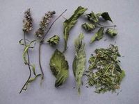 Img. 8.3.12 - 2 : Herba menthae - natmty peprn