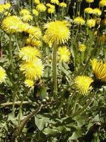 Img. 5.2 - 9 : Smetanka lkask (Taraxacum offilinale L.)