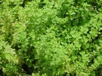Img. 8.4 - 2 : Meduka lkask (Melissa officinalis L.)