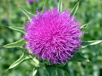 Img. 8.6 - 2 : Ostropestec marinsk (Sylibum marianum L. Gaertn...