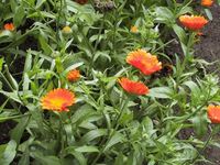 Img. 8.2.6 - 1 : Msek lkask (Calendula officinalis L.)