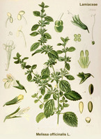 Img. 8.4.3 - 1 : Meduka lkask (Melissa officinalis L.)