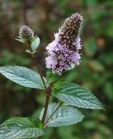 Img. 3.1 - 3 : Mta peprn (Mentha x piperita L.)