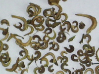 Img. 8.2.3 - 2 : semena msku lkaskho