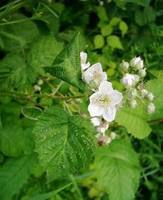 Img. 3.2 - 2 : Malink obecn (Rubus idaeus L.)