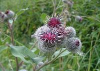 Img. 8.9.2.6 - 1 : Lopuch vt (Arctium lappa L.)   &...