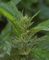 Img. 3.2 - 3 : Kopiva dvoudom (Urtica dioca L.)