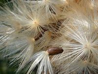 Img. 8.6 - 1 : Ostropestec marinsk (Sylibum marianum L. Gaertn...