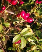 Img. 3.2 - 1 : Re pkov (Rosa canina L.)