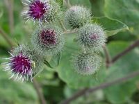 Img. 8.9.2.7 - 1 : Lopuch vt (Arctium lappa L.)   &...