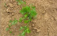 Img. 8.8.6 - 3 : Rostlina kmnu ve fzi listov rice, cca 45 dn ...