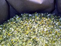 Img. 8.1.12 - 1 :  kvt hemnku pravho (flos chamomilae)-&nbs...