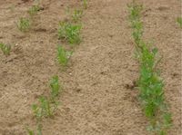 Img. 8.8.6 - 1 : Kmn v ist kultue v dcch 12,5 cm, ...