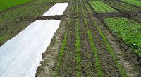 Img. 8.1.7 - 1 : podpora vzchzen (netkan textlie) hemnku...