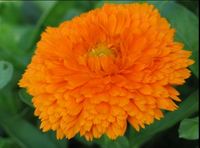 Img. 8.2 - 1 : Msek lkask (Calendula officinalis L.)