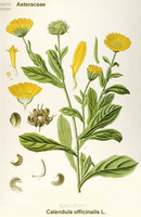 Img. 8.2.3 - 1 : Msek lkask (Calendula officinalis L.)