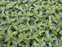 Img. 8.3.7 - 1 : porost mty peprn (Mentha x piperita L.)