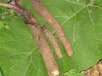 Img. 8.9.2.12 - 1 : Lopuch vt (Arctium lappa L.)  - koen...