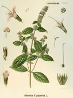 Img. 8.3.3 - 1 : Mta pern (Mentha x piperita L.)
