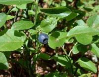 Img. 5.2 - 6 : Borvka obecn (Vaccinium myrtillus L.)