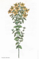 Img. 8.5.3 - 1 : Tezalka tekovan (Hypericum perforatum L.) 