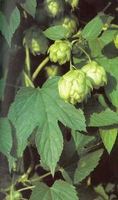 Img. 5.2 - 7 : Chmel otiv (Humulus lupulus L.)