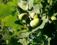 Img. 5.2 - 5 : dub letn (Quercus robur L.) - kra