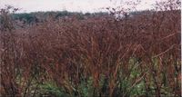 Img. 8.8.10 - 3 : Kmn koenn (carum carvi L.) - porost ped sklizn...