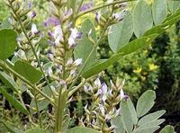 Img. 5.2 - 4 : Lkoice lys (Glycirrhiza glabra L.)