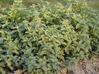 Img. 8.3.7 - 2 : Mta peprn (Mentha x piperita L.) - porost