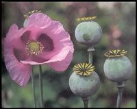 Img. 5.2 - 1 : Mk set (Papaver somniferum L.)